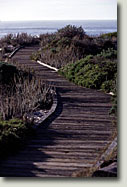Boardwalk path at Asilomar